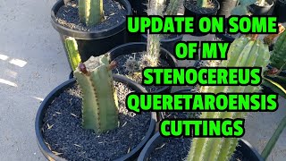 Update on some of my Stenocereus queretaroensis cuttings [upl. by Arabele]