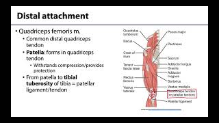 Anterior Compartment of the Thigh  M1 Learning Objectives [upl. by Vonny47]