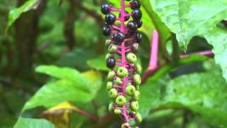 Plant portrait  Pokeweed Phytolacca americana [upl. by Oznohpla]