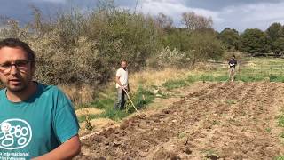 Plantando patatas sin labrar  mejorando el método [upl. by Eihcra]