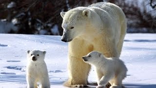 El Oso Polar Documental En Español [upl. by Paschasia]