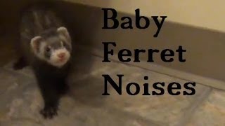 Baby Ferret Noises [upl. by Warford226]