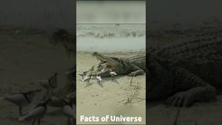 Plover Bird Cleaning Crocodile Teeth Video  Crocodile Attacks crocodile [upl. by Imogen]