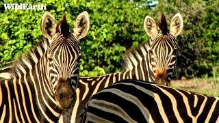 WildEarth  Sunrise Safari  06 March 2024 [upl. by Nur]