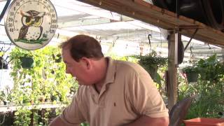 How to Get Rid of Cutworms on Tomato Plants [upl. by Down]