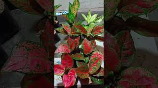 OBRAL AGLONEMA MURAH aglonema tanamanhias aglonemamurah plants houseplants garden [upl. by Akeyla490]