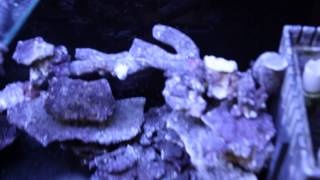 Real Reef Rock Display step2 [upl. by Eetsud]