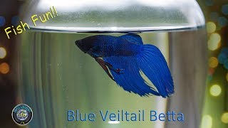 Blue Veiltail Betta fighter Fish likes to Hunt feeding with slow motion [upl. by Epps469]