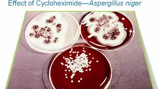 Introduction to Clinical Mycology Part 3 Hot Topic [upl. by Nibur]