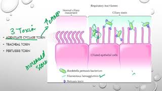 Bordetella pertussis [upl. by Namaan]