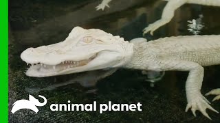 Baby Albino Alligators Move To Their New Home  The Aquarium [upl. by Alah]