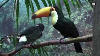 Toco Toucan Ramphastos toco HD [upl. by Emee]