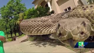 3 bitten by rattlesnakes in Northern California [upl. by Hgeilhsa]