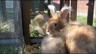 Angora Kaninchen gelb Angora buff Angora fauve Ehrendingen 2012 [upl. by Fabrice]