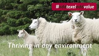 Texel Sheep [upl. by Dare]