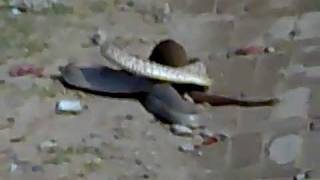 Mongoose vs snake fight on Road most shocking video [upl. by Ahsikahs]