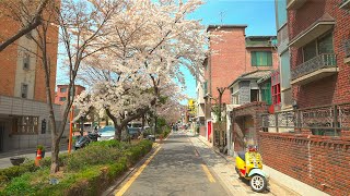 4K HDR Seoul Cherry Blossoms 2021 Gyeongui Line Forest Park Walking Tour 서울 경의선숲길의 벚꽃엔딩 랜선여행 함께해요 [upl. by Lemieux]