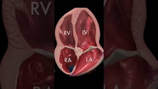 Heart Ultrasound in Stunning 3D Animation Explained by Medical Experts [upl. by Sontag]