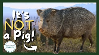 Kids Explore the ArizonaSonora Desert Museum  Desert Animals  Javelina  Tucson Arizona [upl. by Marys999]