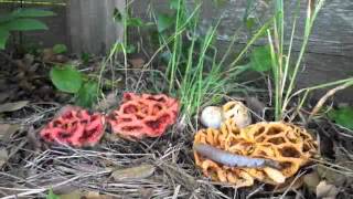 Clathrus ruber Time Lapse [upl. by Elspeth815]