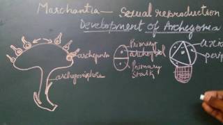 Development of Archegonia Marchantia [upl. by Oluas]