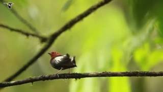 ClubWinged Manakin Dance [upl. by Fernandina758]