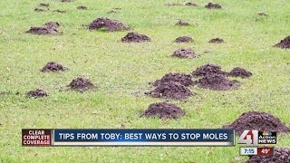 Tips from Toby Best ways to stop moles [upl. by Edieh]