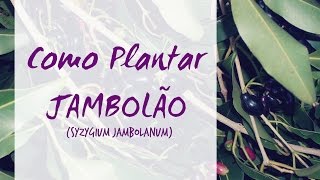 Como Plantar JAMBOLÃƒO  Syzygium jambolanum [upl. by Yggam]