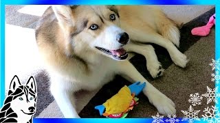 HUSKY LOVES FISH TACO  BarkBox UnBoxing with the Snow Dogs [upl. by Nisa803]