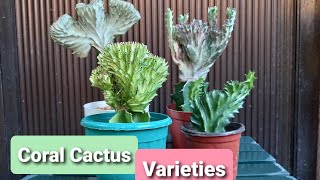 Coral Cactus Varieties  Euphorbia Lactea Cristata [upl. by Calendra780]