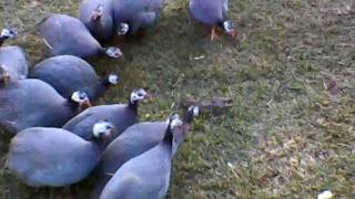 Guinea Fowl with ratAVI [upl. by Newcomer]