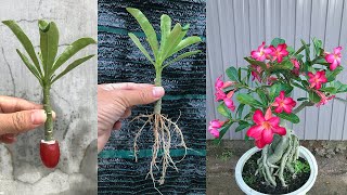 I was surprised to propagate Plumeria this way [upl. by Ajan]