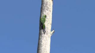 Red Bellied Woodpecker vs Quaker Parrots [upl. by Yenitsed]