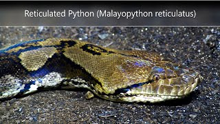 Reticulated Python Malayopython reticulatus [upl. by Aneehsor]