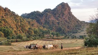 Myanmar Rural Life  Between Kalaw and Inle Lake [upl. by Leone105]