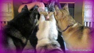 HUSKIES LOVE TREATS  PetBox Unboxing 7 [upl. by Vitek231]