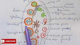 Plasmodium vivax in mosquito phase  Detailed  NEET  Bio science [upl. by Lankton951]