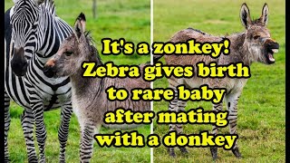 Its a zonkey Zebra gives birth to a rare baby after mating with a donkey [upl. by Aikkin]