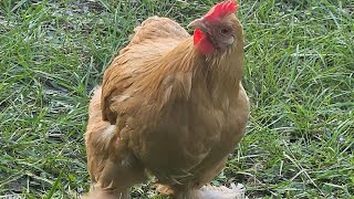 Giving fertilized silkied serama eggs to my broody buff cochin bantam LilBit 😍 [upl. by Gardner]