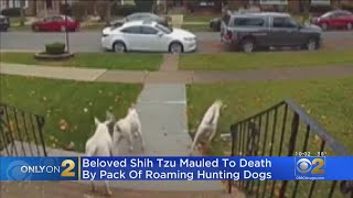 Beloved Shih Tzu Mauled To Death By Roaming Hunting Dogs [upl. by Marius]