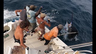 GIANT BLUE MARLIN 1200 lbs  Au Sénégal [upl. by Terhune]