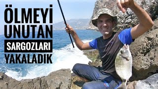 quotSargoz avı Antalya  Dipladus sargus [upl. by Ailina]