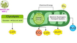 Year 9 Cellular Respiration Vodcast [upl. by Crystal880]