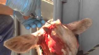 Surgical cow dehorning [upl. by Iroc]