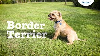 Border Terrier Dog Breed Temperament Lifespan amp Facts  Petplan [upl. by Haroppizt]