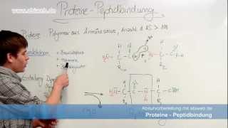 Proteine Peptidbindung  Abitur Chemie [upl. by Nidroj]