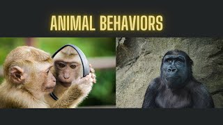 Innate Behavior vs Learned Behaviors social cognitive theory [upl. by Solis]