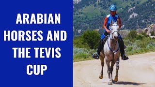 Arabian Horses And The Tevis Cup  Most Difficult Endurance Ride [upl. by Sokem]