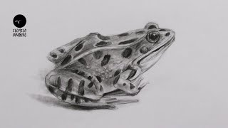 How To Draw A Frog  Pencil Sketch  frog Drawing [upl. by Rehpotsirk]