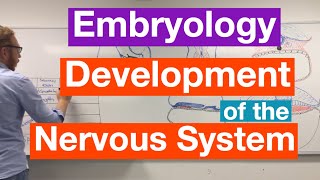 Development of the Nervous System  Embryology [upl. by Khanna]